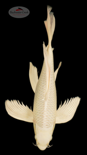 BIG Butterfly Platinum 19 inches [ES2-1926-1]