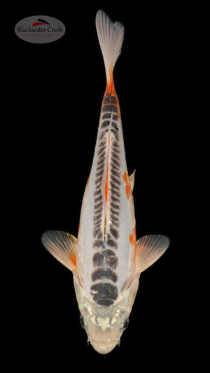 Shusui 8 inches [ESH6-1926-6]