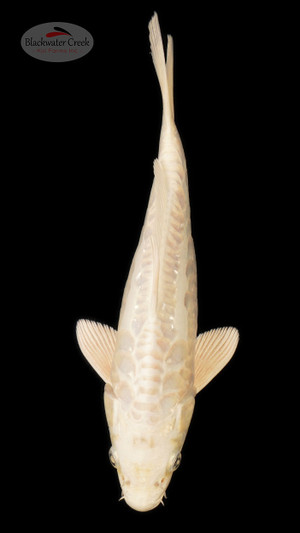 Doitsu Platinum 9 inches [ESH6-1926-7]