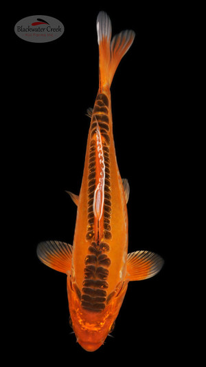 Shusui 10 inches [ESH6-1926-8]