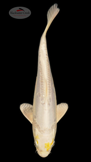 Doitsu Hariwake 8 inches [ESH8-1926-5]