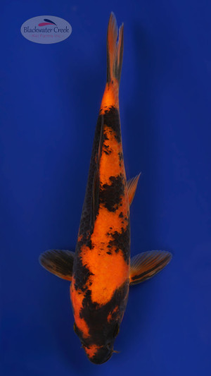 Hi Utsuri 8 inches [ESH8-1926-10]