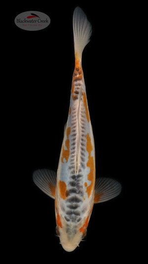 Shusui 8 inches [ESH13-1926-2]