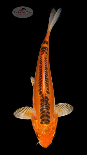 Doitsu Kujaku 8 inches [ESH15-1926-3]