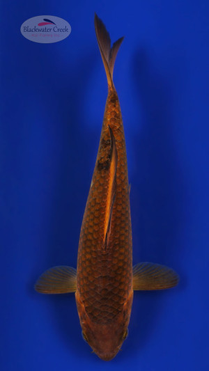 Chagoi 7 inches [ESH17-1926-3]