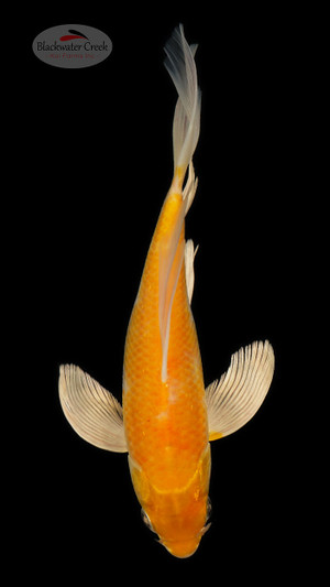 Yamabuki 8 inches [ESH17-1926-5]