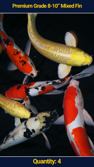 Premium 8-10" Koi Mixed Fin 4 qty