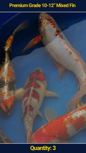Premium 10-12" Koi Mixed Fin 3 qty