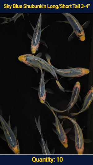 Sky Blue Shubunkins 3-4" 10 qty