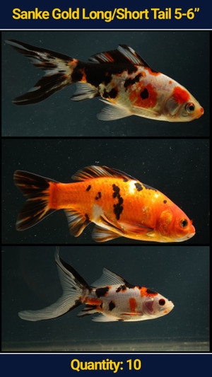 Sanke Gold 5-6" Long/Short Tail 10 qty