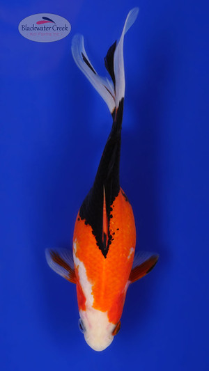 Sanke Gold 5-6 inches [ZZ26-T17-2]