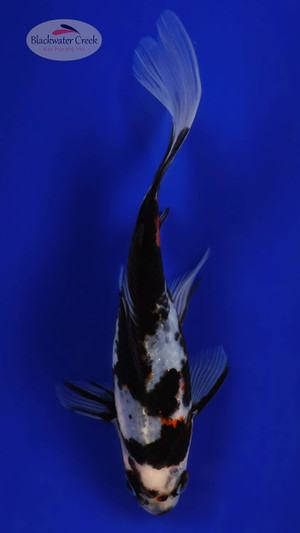 Black Opal 5-6 inches [ZZ26-T17-3]