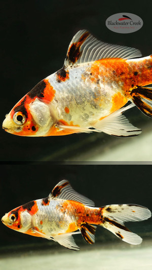 Sanke Gold 4-5 inches [ZZ26-T18-9] - Blackwater Creek Koi Farms