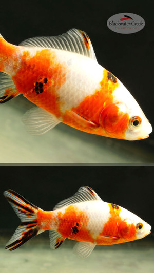 Sanke Gold 4-5 inches [ZZ26-T18-9] - Blackwater Creek Koi Farms