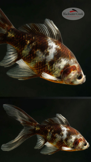 Black Opal 5-6 inches [ZZ26-T18-6]