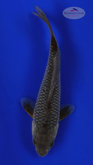 Soragoi 5-6 inches [C26-T21-2]