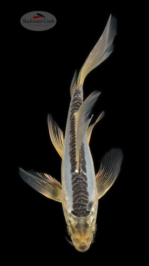 Sapphire Kikokuryu 5-6 inches [C26-T21-4]