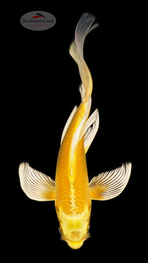 Yamabuki 5-6 inches [C26-T21-5]