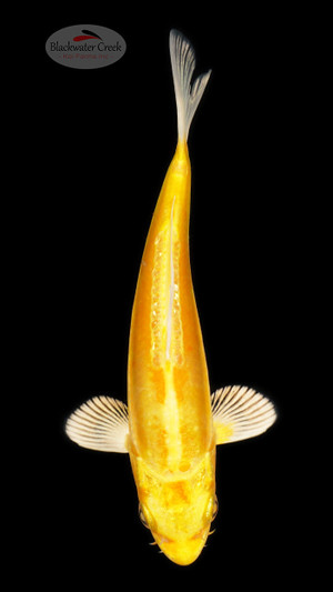 Yellow Banana Yamabuki 5-6 inches [C26-T21-7]