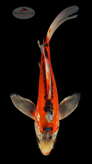 Shusui 11 inches [ED3-21626-5]