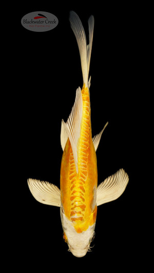 Doitsu Hariwake 8 inches [ED3-21626-9]