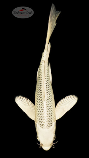 Matsuba 7 inches [ED3-21626-10]