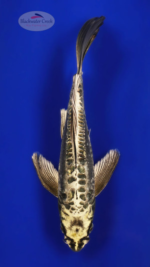 Lemon Dusted Kikokuryu 10 inches [ED5-21626-7]