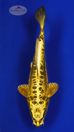 Kikokuryu 9 inches [ED6-21626-1]