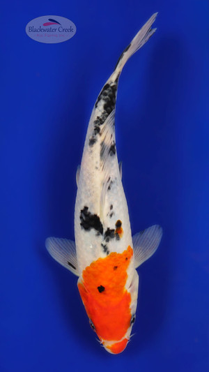 Sanke 9 inches [ED6-21626-2]