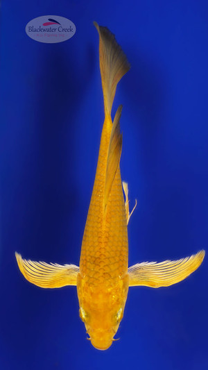 Gold Dust Chagoi 9 inches [ED6-21626-3]