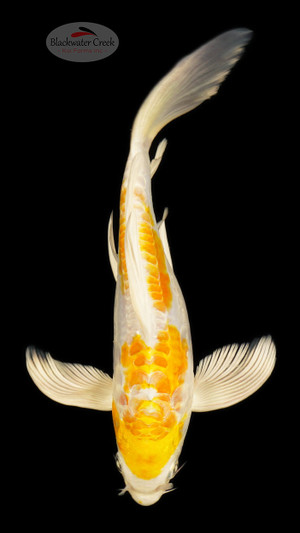 Doitsu Hariwake 8 inches [ED6-21626-9]