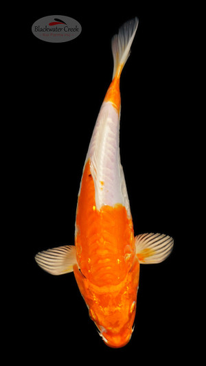 Doitsu Hariwake 8 inches [ED9-21626-1]