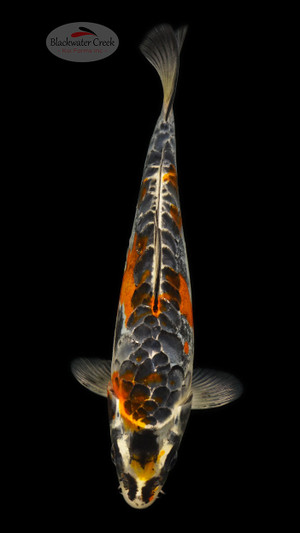 Fantastic Frank 9 inches [ED9-21626-4]