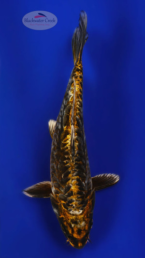 Kikokuryu 9 inches [ED9-21626-6]