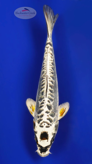 Kikokuryu 9 inches [ED9-21626-7]