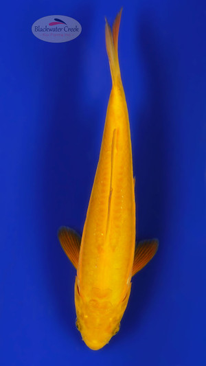 Doitsu Chagoi 7 inches [ED9-21626-8]