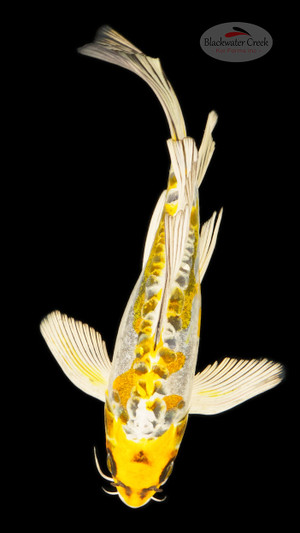 Kiokuryu 8 inches [ED10-21626-8]