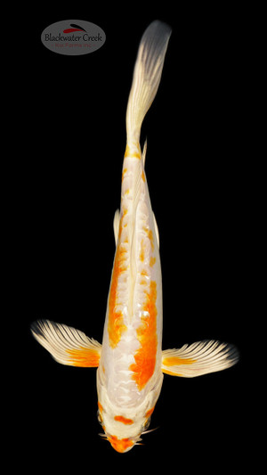 Doitsu Hariwake 8 inches [ED10-21626-10]