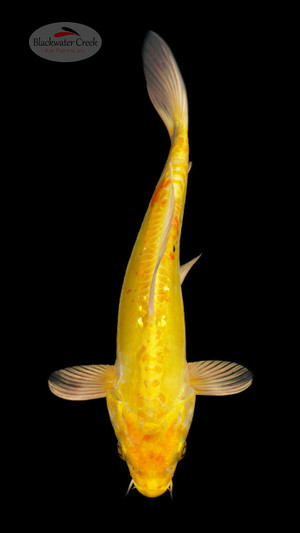 Doitsu Yamabuki 8 inches [ESH16-21626-8]