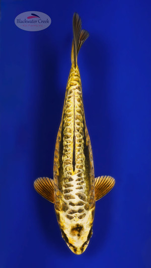 Kikokuryu 10 inches [ESH18-21626-3]