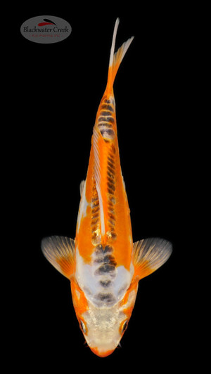 Shusui 9 inches [ESH18-21626-8]