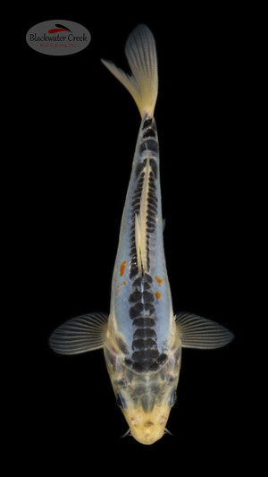 Shusui 5-6 inches [C26-T29-1]