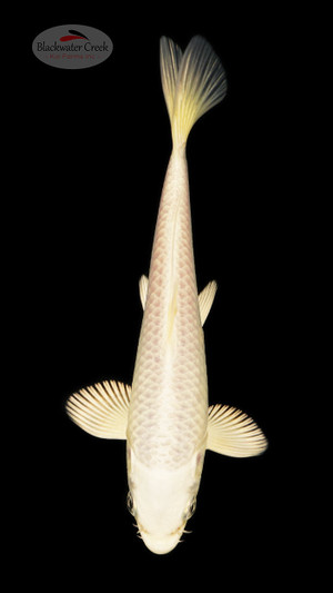 Platinum 5-6 inches [C26-T29-3]