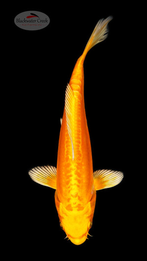 Doitsu Orenji 5-6 inches [C26-T29-5]