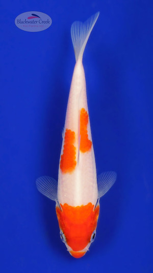 Kohaku 4-5 inches [C26-T31-3]
