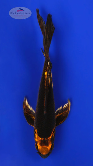 Magma Karasu 4-5 inches [C26-T31-7]