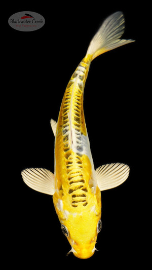 Doitsu Kujaku 5-6 inches [C26-T35-3]