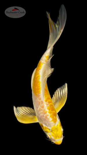 Doitsu Hariwake 5-6 inches [C26-T35-4]