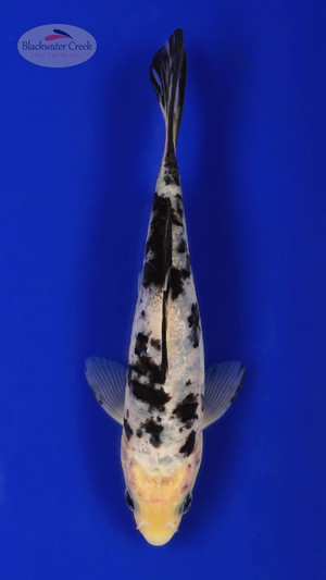 Shiro Bekko 5-6 inches [C26-T35-10]