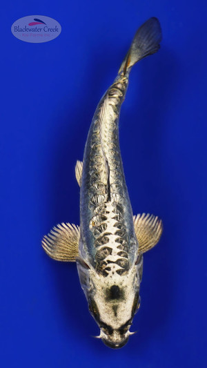 Kikokuryu 4-5 inches [C26-T36-1]